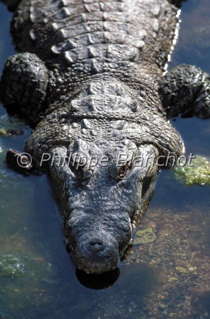 crocodylus moreletii 2.JPG - Crocodylus moreletiiCrocodile de MoreletMorelet's crocodileReptilia, Crocodilia, CrocodylidaeMexique